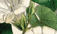 野草:野性之美